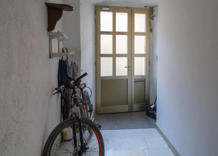 Coli Apatrman Viola * Bakar